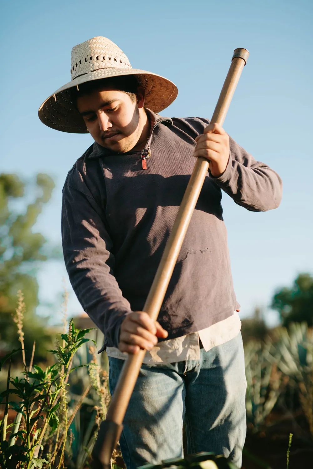 Un agriculteur travaille sa parcelle à la binette.