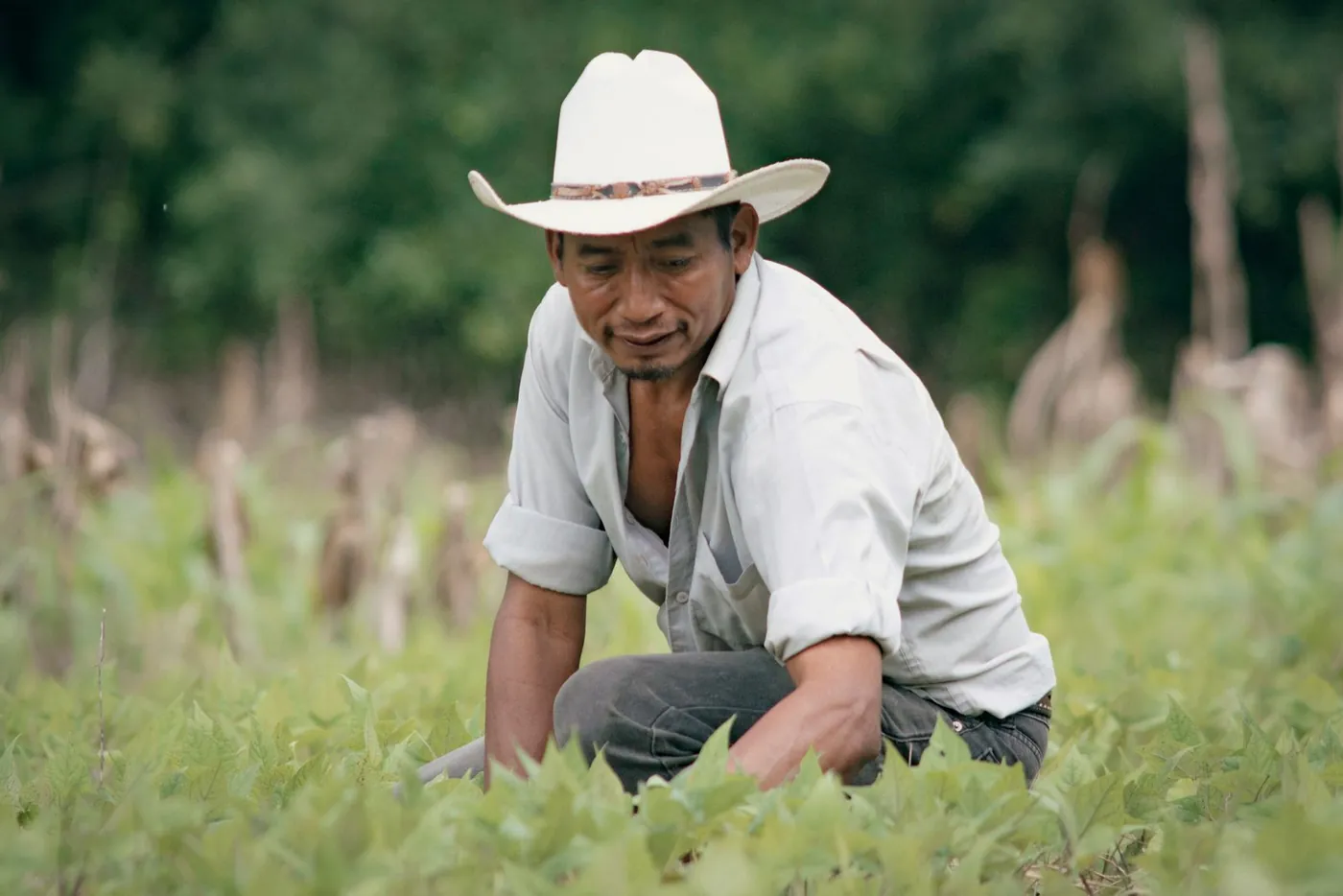 Un agriculteur accroupi examine les plants de sa parcelle.