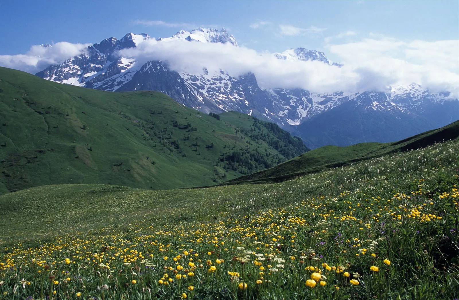 Prairie fleurie et sommets enneigés à La Grave, dans les Hautes-Alpes.